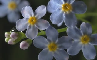 Картинка цветы, незабудки