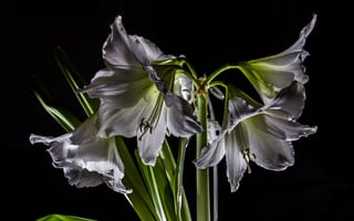 Картинка цветы, амариллисы, гиппеаструмы