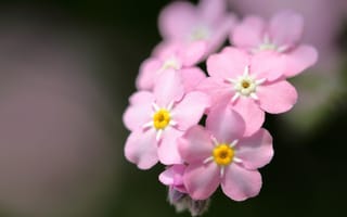 Картинка цветы, незабудки