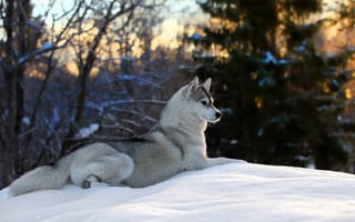 Картинка животные, собаки, снег, лес, собака, лайка