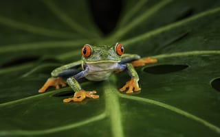 Картинка животные, лягушки, лягушка