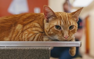 Картинка животные, коты, кот, кошка