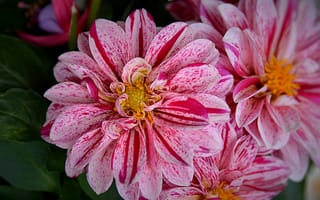 Картинка цветы, георгины