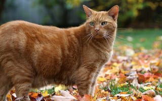 Картинка животные, коты, кошка, кот