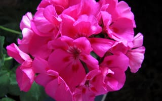 Картинка цветы, герань, розовая, макро, соцветие