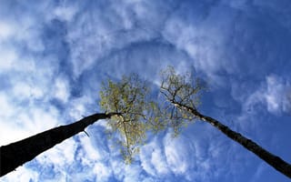 Картинка природа, деревья, небо, облака