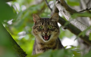 Картинка животные, коты, кот, дерево