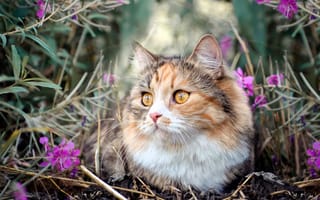 Картинка животные, коты, цветы, трава, кошка