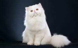 Картинка кошка, перс