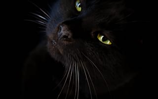 Картинка кошка, глаза, черный