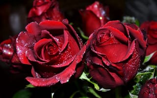 Обои розы, бордовый