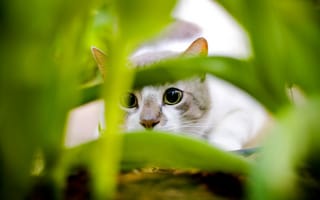 Картинка кошка, трава