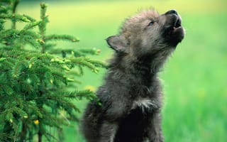 Картинка №521997, животные, волки, хищник, волчонок