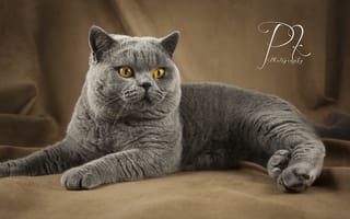 Картинка кошка, глаза, серый