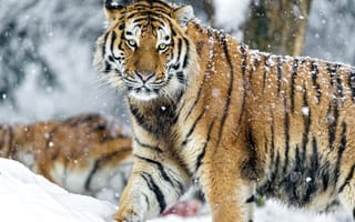 Картинка тигры, хищник, снег, взгляд
