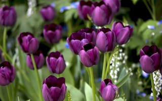 Картинка тюльпаны, много, лиловый