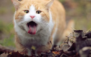 Обои кошка, листья, язык, рыжий, кот