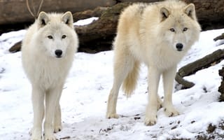 Обои животные, волки, пара, снег, хищники