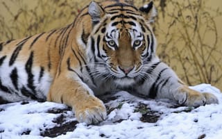 Картинка тигры, снег, взгляд