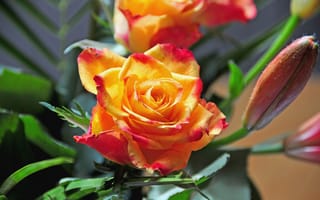 Картинка розы, оранжевый