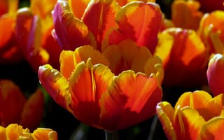 Картинка тюльпаны, оранжевый