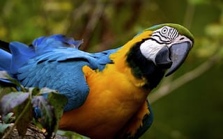 Картинка животные, попугаи, желто-голубой