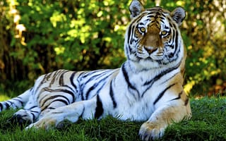 Картинка тигры, хищник, сила, отдых