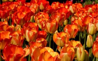 Картинка тюльпаны, много, желто-красный