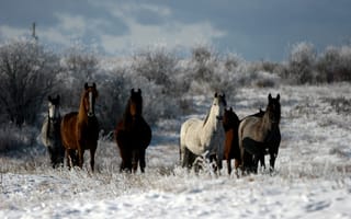 Картинка лошадь, зима
