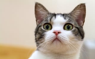 Картинка кошка, взгляд, усы