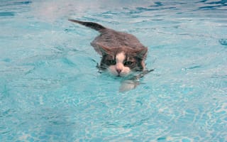 Картинка кошка, пловец, заплыв, вода