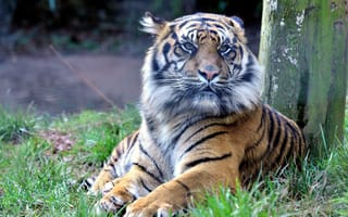 Картинка тигры, хищник, полосатый