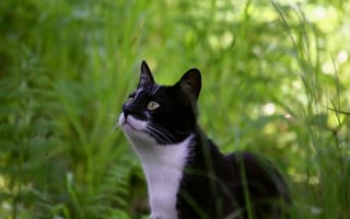 Картинка кошка, трава, кот, кошка