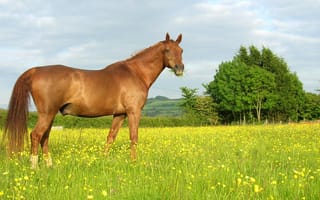 Обои лошадь, трава, лето, конь