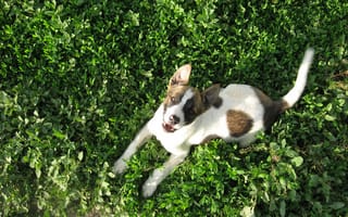 Картинка собака, трава, зелень