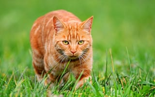Картинка кошка, рыжий, трава, охота