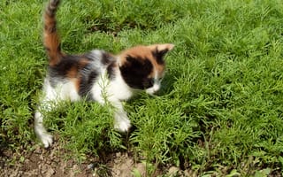 Картинка кошка, трава, кот, котёнок, прогулка