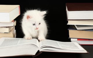 Обои кошка, котёнок, книга, кот