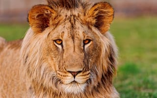 Картинка львы, лев, морда, уши, взгляд
