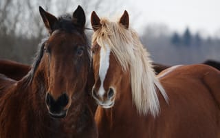 Обои лошадь, конь