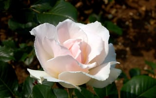 Картинка розы, нежность, бледно-розовый