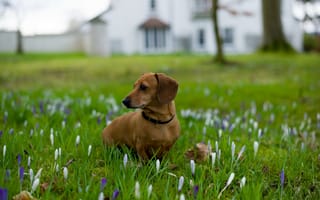 Обои поле, цветы, собака