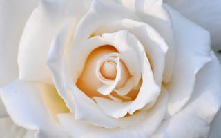 Картинка розы, белый, лепестки