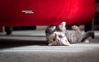 Картинка кошка, диван, котенок