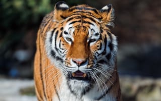 Картинка тигр, тигры, морда, взгляд