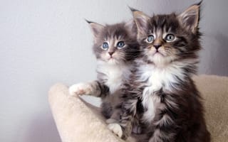 Обои kittens, кошка, котята