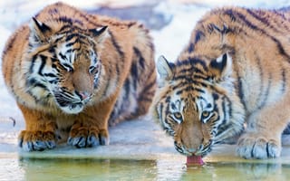 Картинка водопоя, тигры, пьют, воду, пара