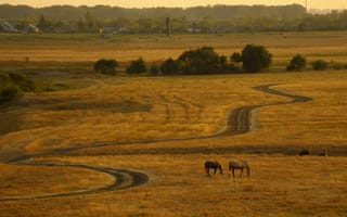 Обои лошадь, поле, дорога, кони, пейзаж