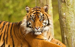 Картинка тигры, сердитый, полосатый, морда, тигр