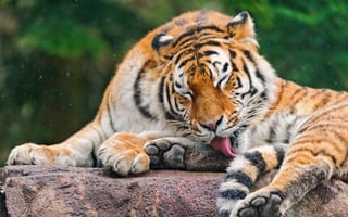 Картинка тигры, хищник, язык